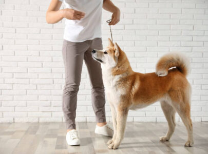 Dog Training Collar vs. Dog Training Harness
