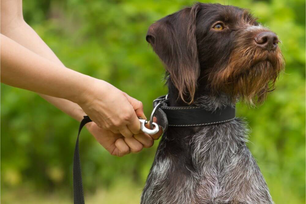 Dogtra Fieldmaster 1 Dog LCD Training Collar Review 1 Dogtra Fieldmaster 1