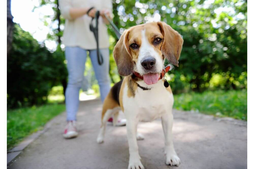 How to Train Your Dog with a Vibrating Collar 3 How to Train Your Dog with a Vibrating Collar