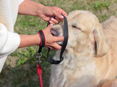 How to Put a Training Collar on Your Dog