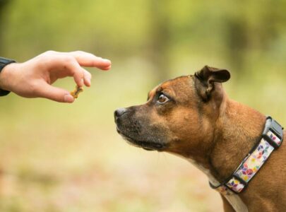 What to Teach Your Dog After the Basic Commands