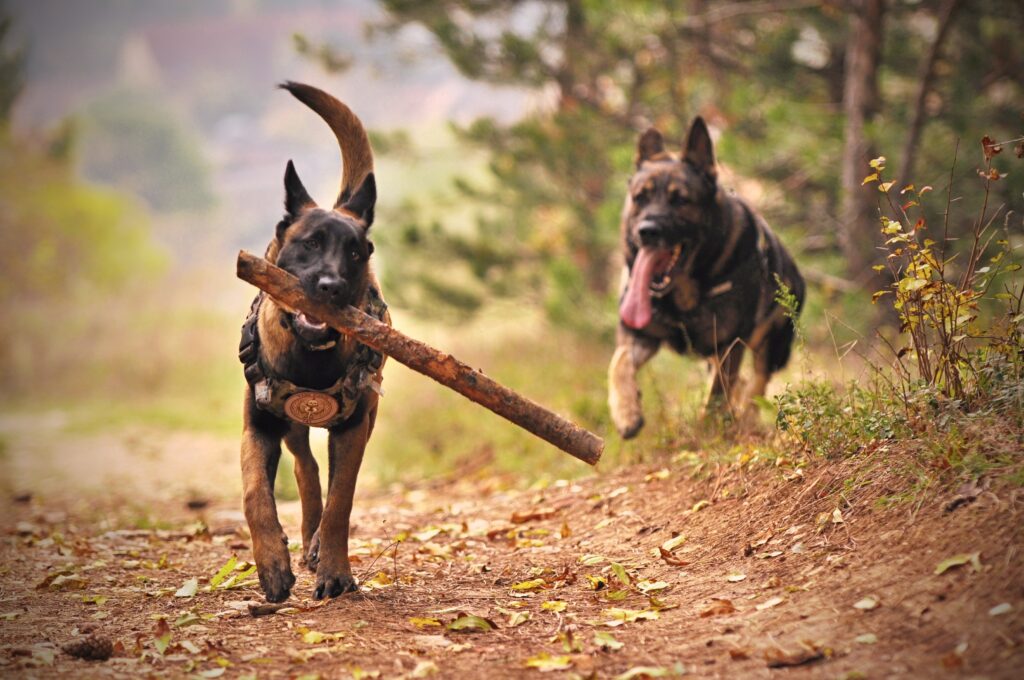 5 Dog Training Tips for New Dog Owners 3 5 Dog Training Tips To Help You Be A Better Dog Owner