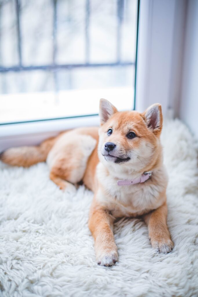 5 Dog Training Tips for New Dog Owners 1 5 Dog Training Tips for New Dog Owners