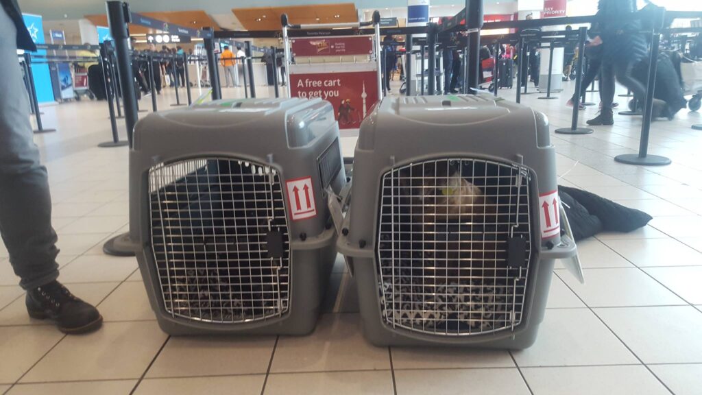 The Do's and Dont's of Travel with Your Dog 3 Travel with your dog