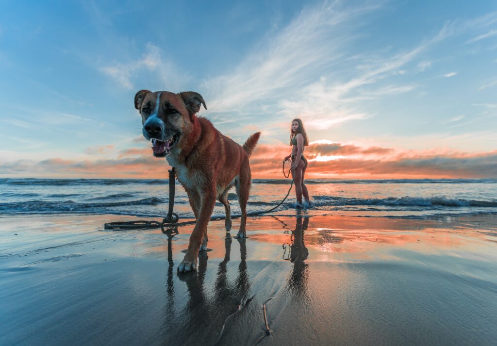 The Do's and Dont's of Travel with Your Dog 4 pexels jacub gomez 1143369