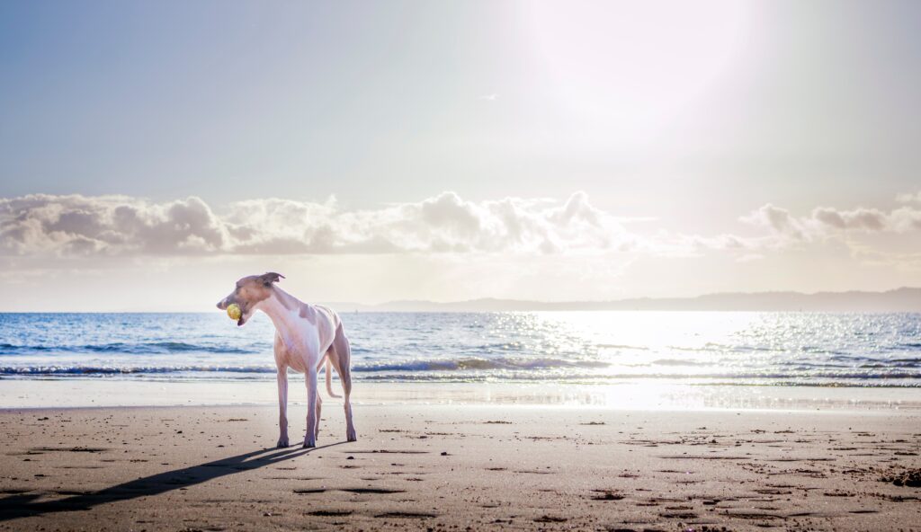 Travelling With Your Dog 1 Travelling-with-your-dog