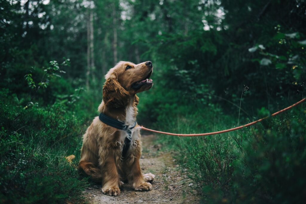Corrections - 5 Tips on how to do them PROPERLY 1 dog training corrections