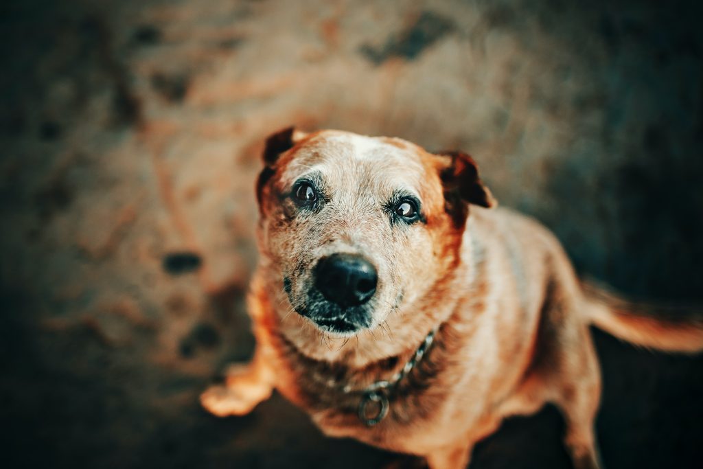 Your Elderly Dog Has Incontinence - Now What? 3 Dog Incontinence
