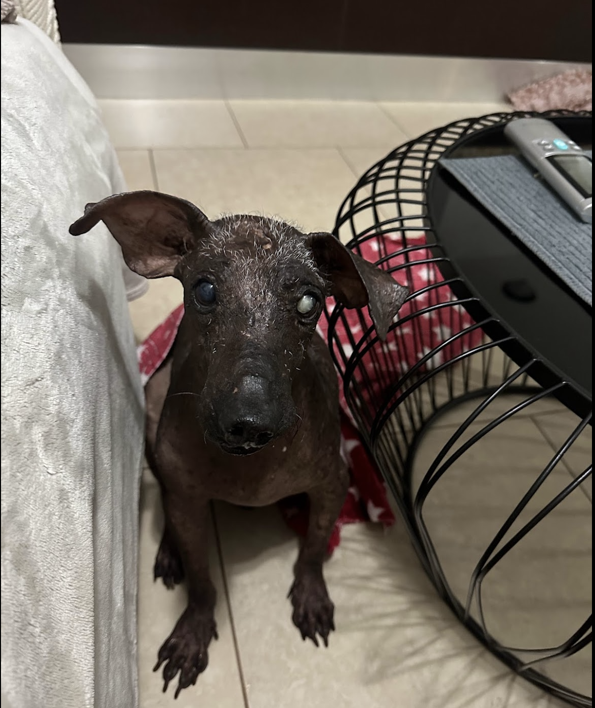 Bringing Nenito Home - Part 1 3 adopting a senior dog