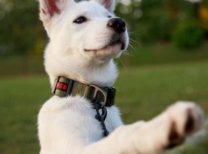 marker words in dog training